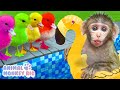 Monkey Rio challenges swimming with ducklings and experiences delivery | Animal Monkey Rio