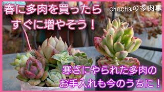 【多肉植物】春に多肉を買ったらすぐに増やそう🌸寒さにやられた多肉も今のうちにお手入れ🌱