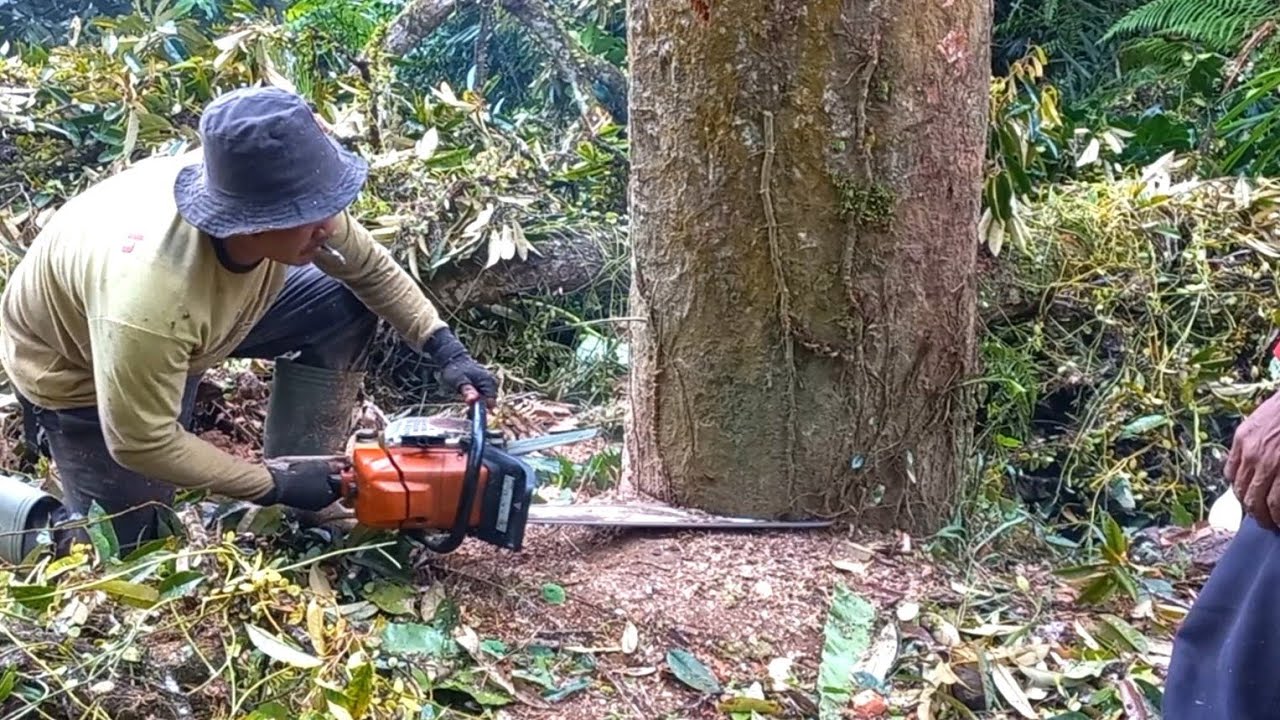 Pohon Durian Tua Terakhir Tebang Pohon Durian Di Rabat Beton Jl Kapal ...