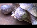 meet the sulcata tortoises at southwick s zoo