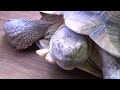 meet the sulcata tortoises at southwick s zoo