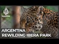 Rewilding Ibera: Efforts made to save Argentina’s wetlands