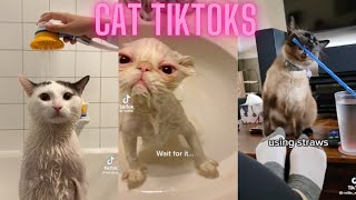 cat tiktoks cause cats are neat (part 2)