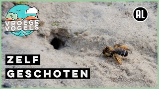 Gravende pluimvoetbij | Zelf Geschoten | Vroege Vogels