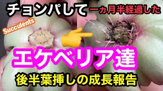 【多肉植物】チョンパして1ヵ月半経過したエケベリア達。後半葉挿しの成長報告