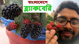 বাংলাদেশে ফলছে ব্ল্যাকবেরি ফল। Producing Blackberry Fruit In Tropical Bangladesh