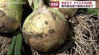 タマネギの収穫最盛期　高騰の値段は安定？