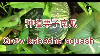 种植栗子南瓜，grow  kabocha  squash