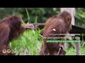 4 orangutans return to the wild