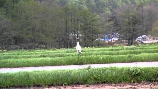 タンチョウ鶴の鳴声（北檜山区）