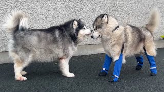 Adorable Husky Reacts To His New Shoes! He's So Confused!!