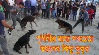 পৃথিবীর সবথেকে ভয়ংকর ১০ প্রজাতির কুকুর।