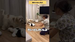 【捕獲】ガシッとしたい。🐶👱‍♀️#shorts #cavachon #キャバション #dog #ちょもらんま #かわいい #かわいい犬 #dogs #animals #捕獲