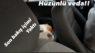 JACKRUSSELL OSCAR’I SAHİPLENDİRDİM