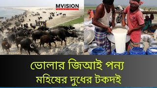 ভোলার বিখ্যাত মহিষের দুধের টক দই তৈরি দেখুন । Watch Bhola's famous buffalo milk curd being made