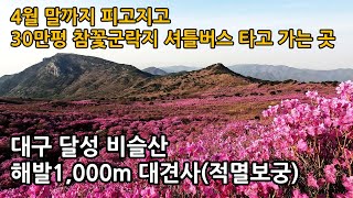 [4k] 해발 1,000m를 전기차, 셔틀버스 타고 비슬산 참꽃군락지 여행, 4월말까지 피고지고 계속 됩니다. 적멸보궁 대견사(천년고찰), 4월 20일 개화상황