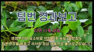 [생생뿌리] 담양 딸기 금실 고설재배 - 비해에 의한 팁번 현상 발생 3탄: 성장