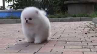 Белый померанский шпиц. Puppy white Pomeranian. www.elitdog.com