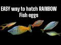 Easy way to hatch rainbow fish eggs and raise the fry