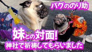 パグののり助、妹マルちゃんと初めて会って神社で祈祷してもらいました_pug196