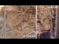 近距离邂逅荒漠猫！我国唯一“特产猫”跟一般喵星人有啥区别？