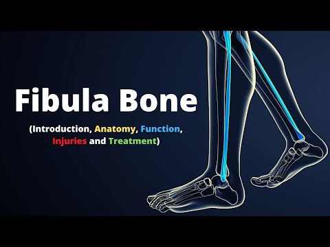 Is the tibia proximal to the fibula?