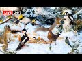 🔴24/7 LIVE CAT TV NO ADS 😺 Forest Friends in Winter Wonderland BIRDS & SQUIRRELS🐿️ 4K HDR