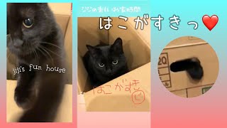 黒猫ジジの楽しいお家時間　はこがすき❤️