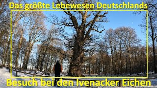 Das größte Lebewesen Deutschlands: Die Ivenacker Eiche (das erste Nationale Naturmonument in D)