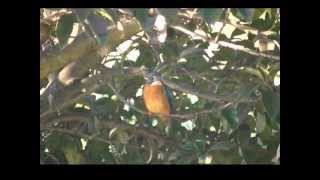 水前寺江津湖公園・上江津湖・ぞうさんプール付近・カワセミ(Kingfisher)