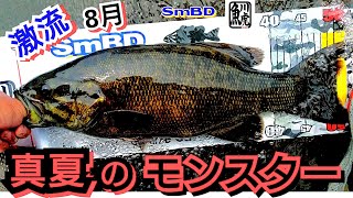 yasu 真夏のモンスター８月【川バス釣り】スモールマウスバス2024年8月Small mouth Bass Fishing