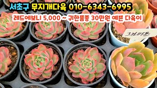 서초구 무지개다육 레드에보니 5,000원부터 ~ 몸값거한  크리스티뷰티 예쁜 다육리 앙상블