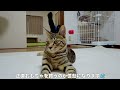 【絶望】飽き性な猫がおもちゃで全然遊んでくれません