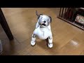 aibo 「幸せなら手を叩こう（ if you are happy clap your hands ）」