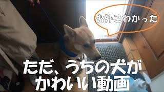 うちの犬がかわいいだけの動画