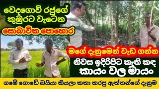 ගොයමට ස්වභාවික පොහොර  | කායං ගහේ විශ්මිත ශක්තිය |  වෙදගොවි රජු හෙළි කරයි