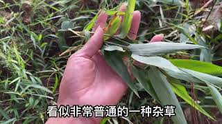 农村老一辈人叫“化痰草”的植物，叶子像竹叶，用途很强大