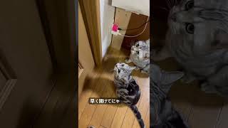 匂い嗅ぐ時間じゃないにゃ！#アメショ#アメリカンショートヘア#cat#cats#猫のいる暮らし#猫のいる生活