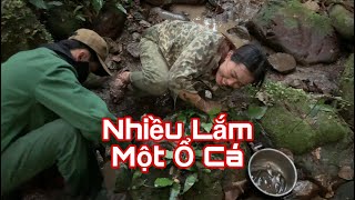 Nhật Ký Rừng Già(Lấy Ong -Bắt Cá Suối) Phần 1 -Quý Saker