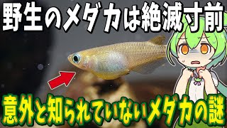 意外と知られていないメダカの謎！野生のメダカは絶滅寸前！？飼育を始めたメダカを絶対に放流するな！【ずんだもん解説】