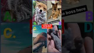 IQ Test Reaction:🙀Which One Do You Like?😱🤔 Subscribe 👏#shorts #tiktok #trending #animals #viral