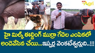 Murrah Buffalo Breed Characters | హై మిల్క్ ఈల్డింగ్ ముర్రా గేదెల ఎంపికలో అందెవేసిన చేయి!! Tone Agri