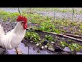 雨の日のニワトリさんはいつも大人しく雨宿りしますけど、例外もいるようで…　（下雨天的🐔宝宝们总是会自已避雨的今天是个例外）