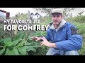 Using COMFREY to Stop WEEDS Growing Into Your Garden