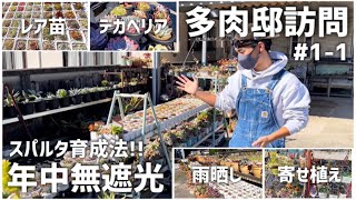 【多肉邸訪問】駐車場で多種多様な多肉植物を楽しむお家。