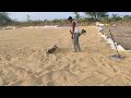 paddy drying with brush cutter