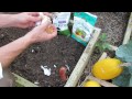 how to plant elephant garlic plus harvesting and using elephant garlic trg 2015