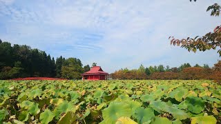 2022年10月16日の猿賀公園の様子【青森県平川市】