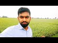 சாவகச்சேரி வயல்வெளி chavakachcheri paddy field 🌾 jaffna vlog