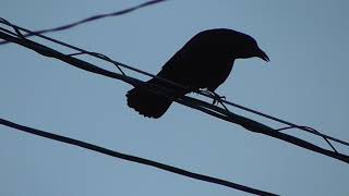 D0281　ビビリ＆ハシブトガラス　BIBI \u0026 Jungle Crow